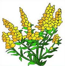 Free Goldenrod Clipart.