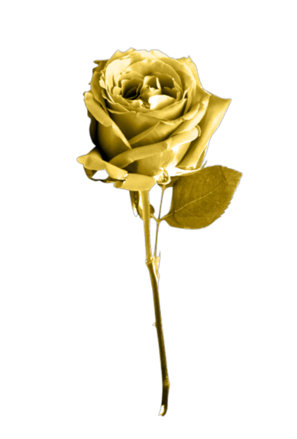 Golden Rose PNG Transparent Images, Pictures, Photos.