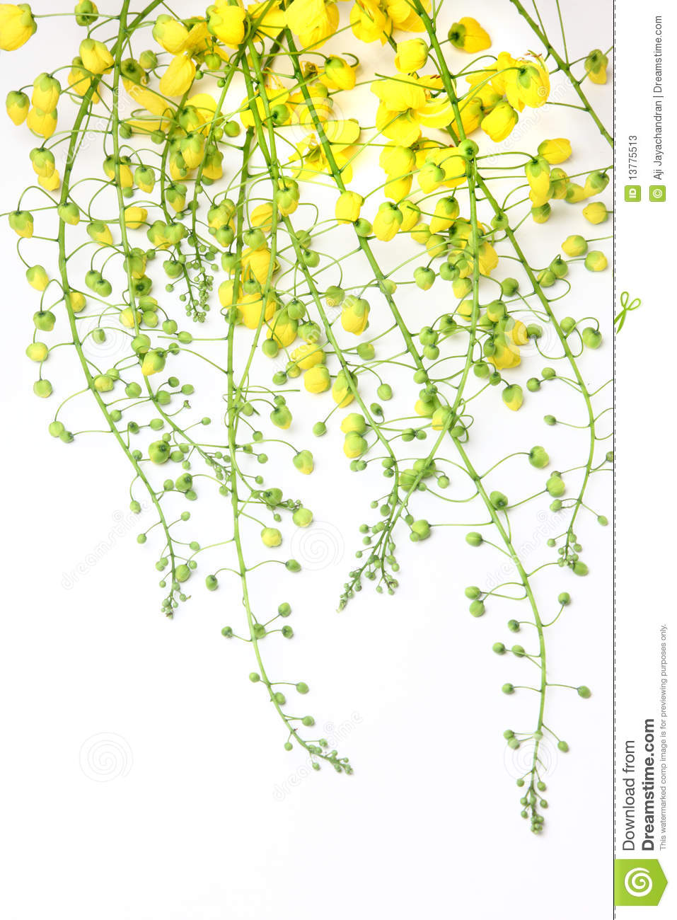 Golden Shower Flower Stock Photos.