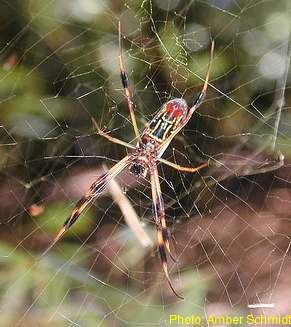 Golden Silk Spider.
