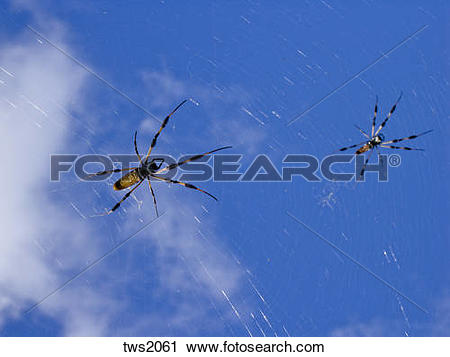 Stock Photography of Golden Silk Spiders wait in web for meal on.