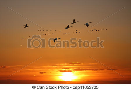 Stock Photography of Golden sky on sunset or sunrise with flying.