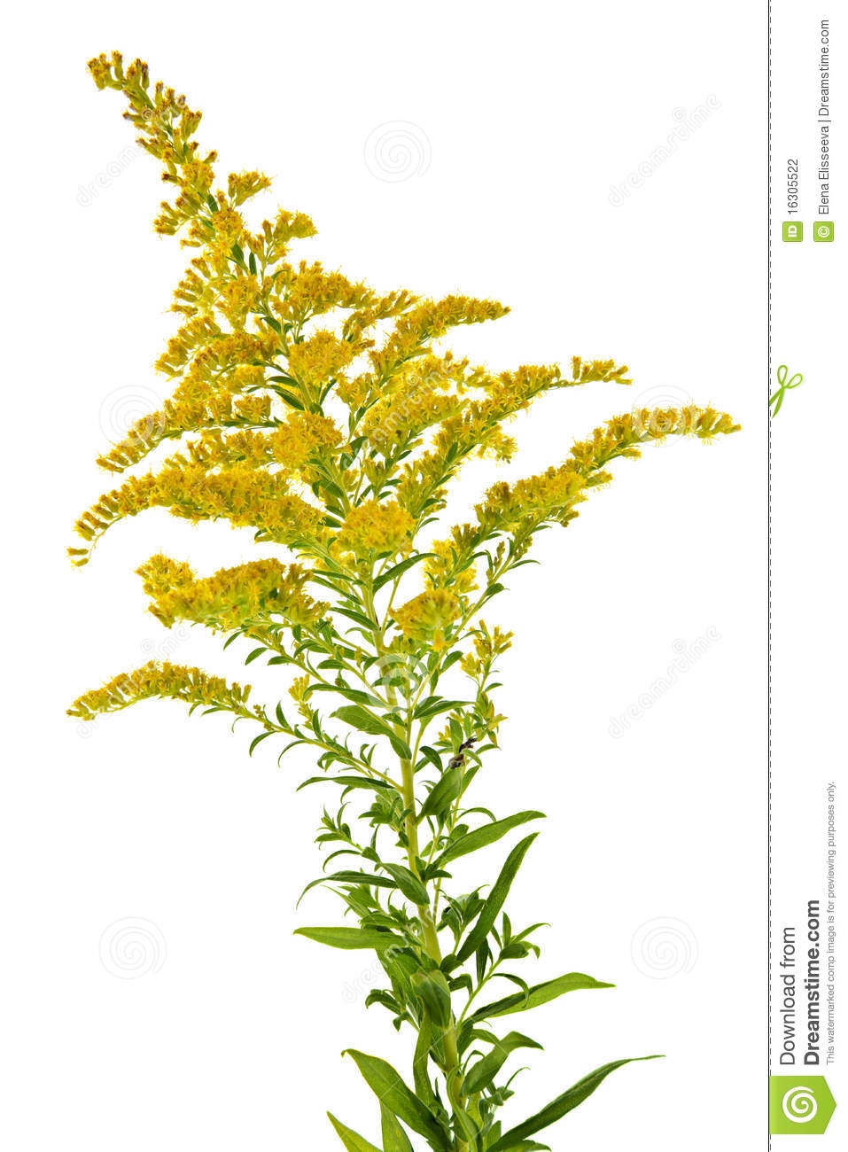 Goldenrod seeds clipart 20 free Cliparts Download images on