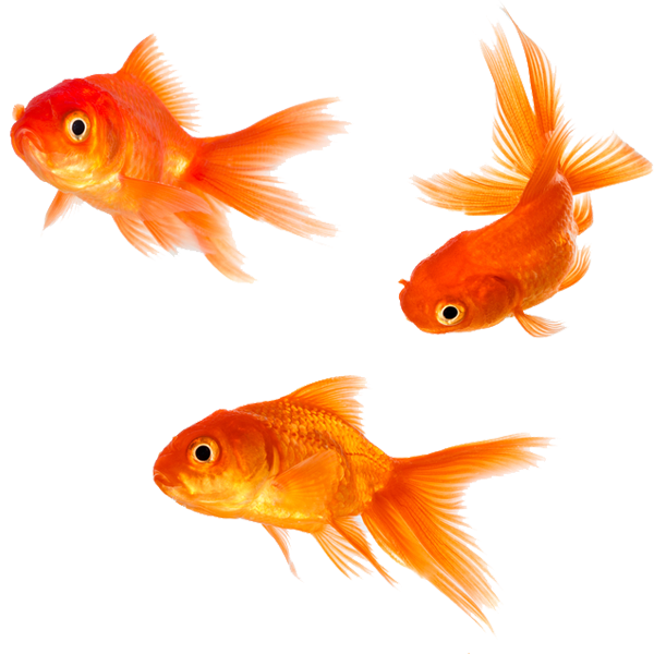 Goldfish PNG Free Background #258064.