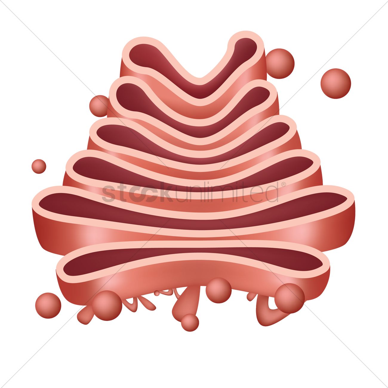 golgi-body-clipart-20-free-cliparts-download-images-on-clipground-2024