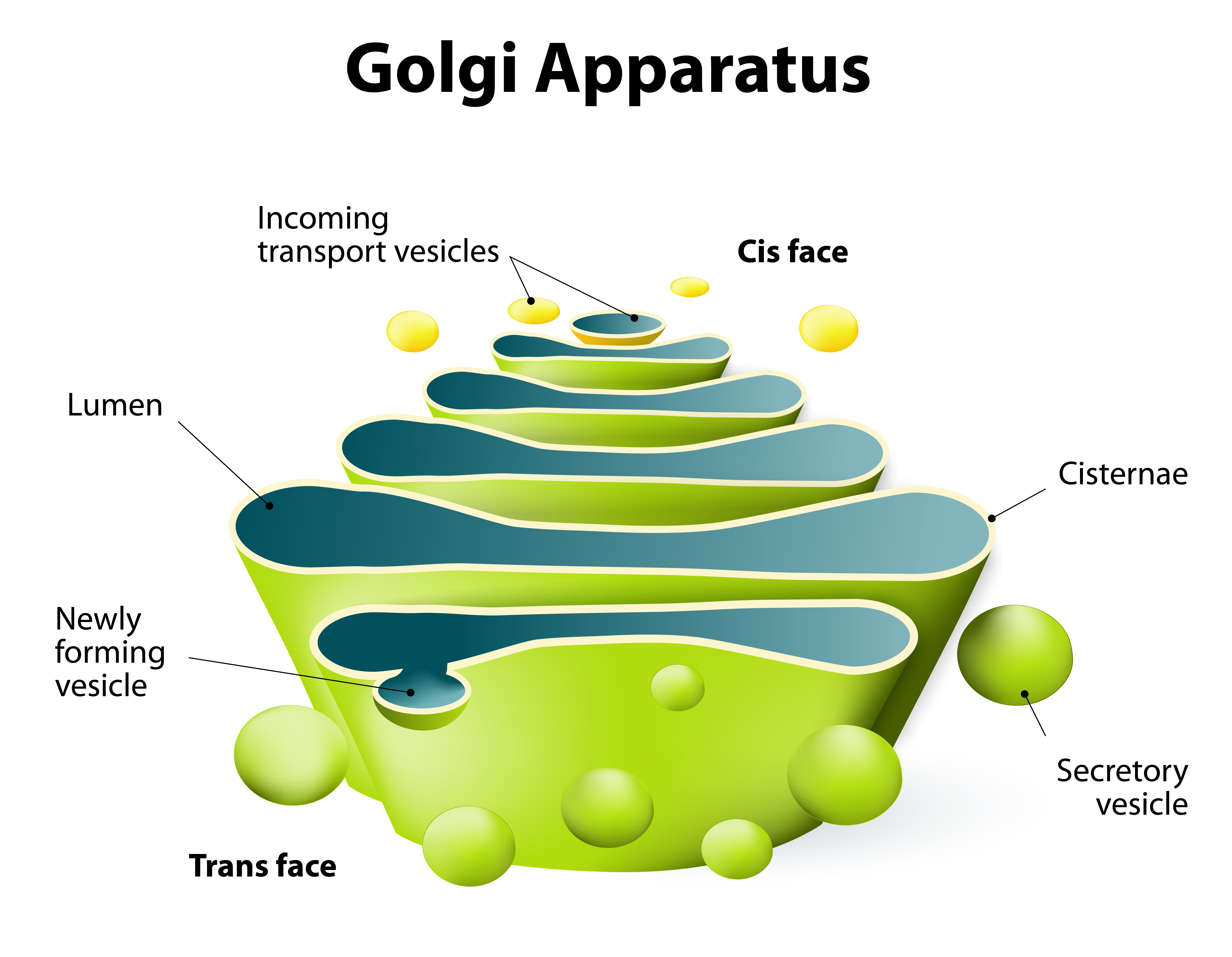 Golgi Apparatus.
