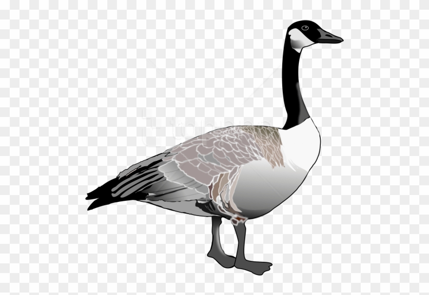 Free Png Download Goose Png Images Background Png Images.