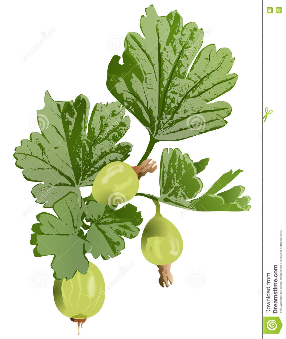 Gooseberry Clip Art Stock Illustration. Gooseberry Clip Art Stock Illustration.