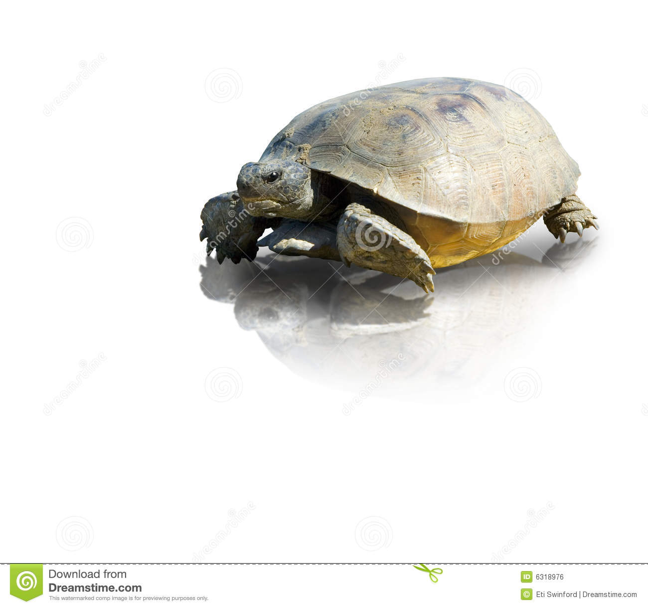 Gopher Tortoise Royalty Free Stock Image.