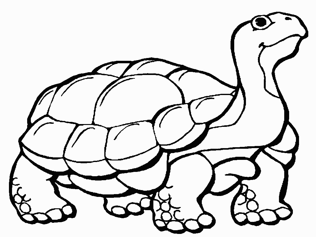 Tortoise Coloring Pages coloring page, coloring image, clipart images..
