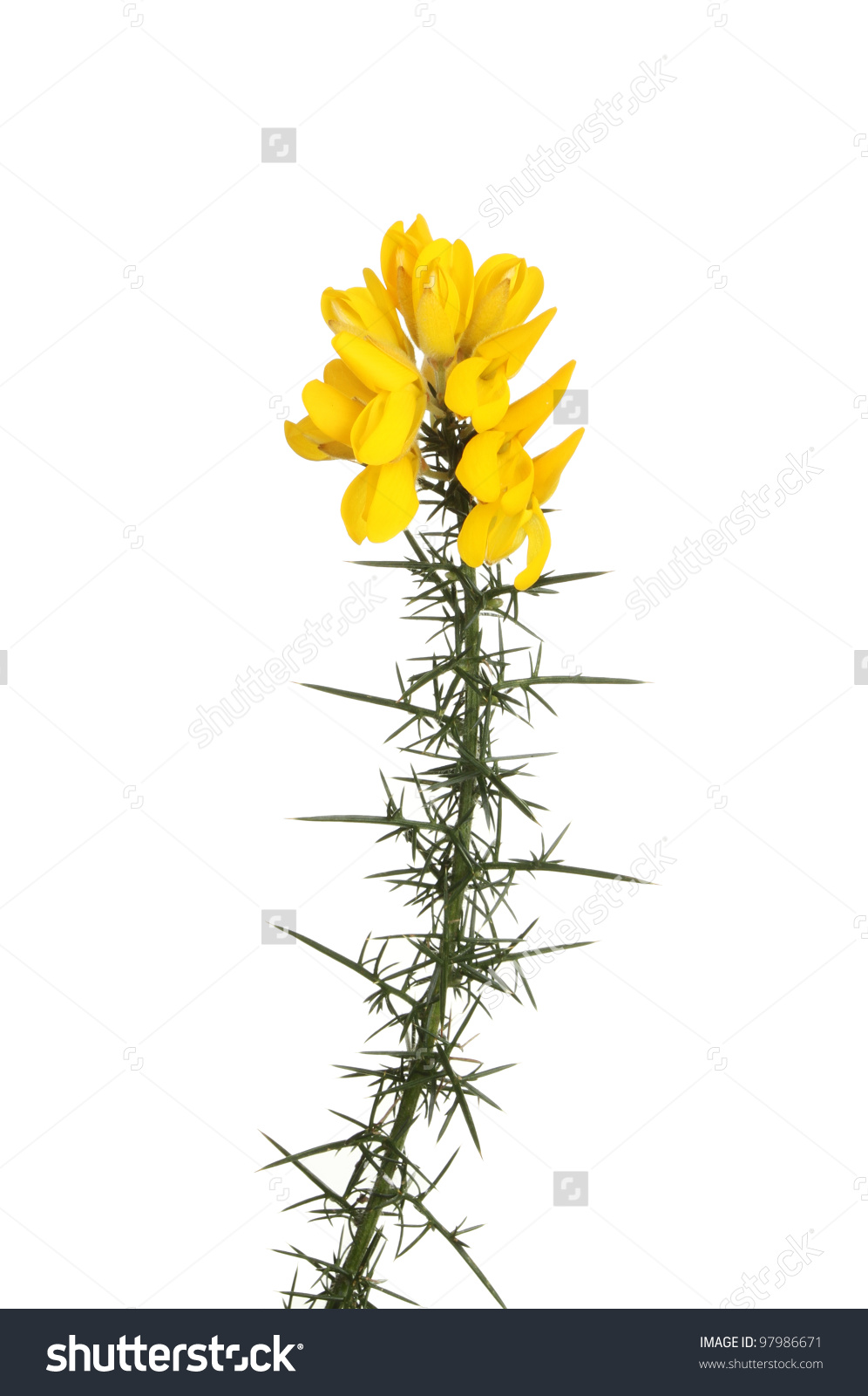 Yellow Gorse Flowers On Thorny Stem Stock Photo 97986671.