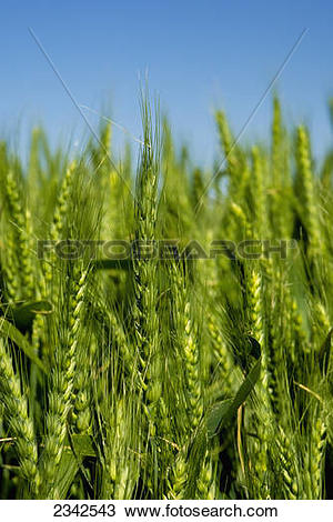 Stock Photo of Agriculture.