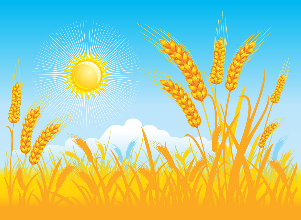 Grain Field Clipart.