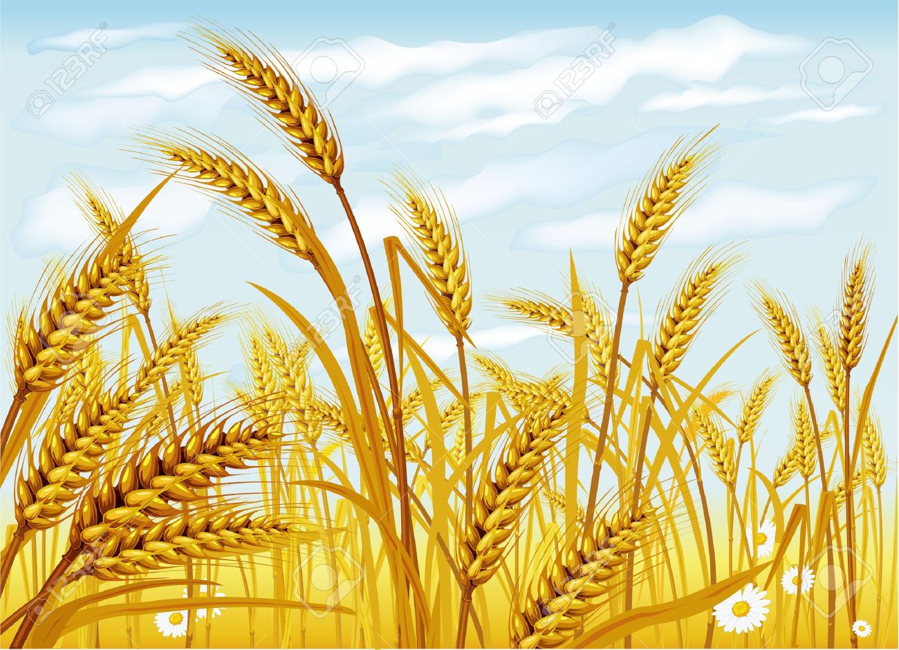 wheat-field-clipart-20-free-cliparts-download-images-on-clipground-2023
