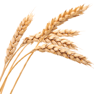 Wheat PNG images free download.