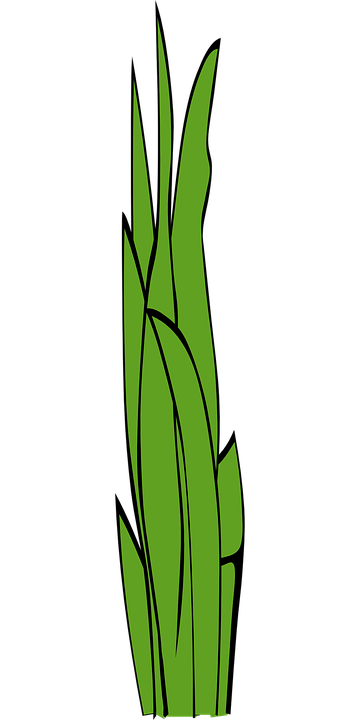 Free vector graphic: Blades Of Grass, Grass, Weed.