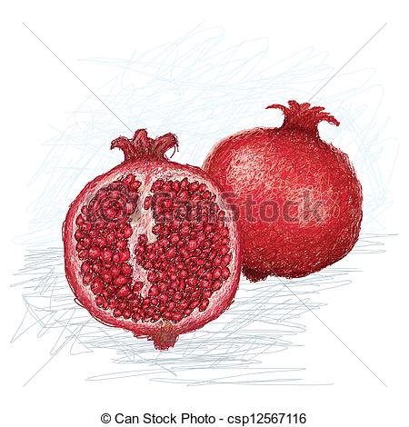 Vector Clip Art of pomegranate cross section.