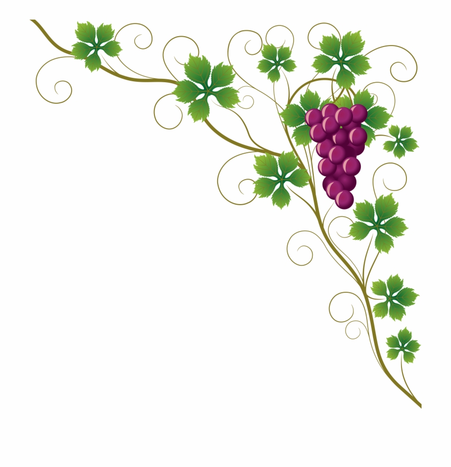 Common Grape Vine Grape Leaves Wine Clip Art.