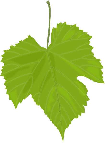 Grape Vine Leaves Clip Art.