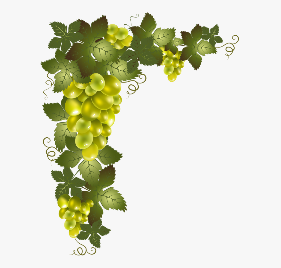 Grapevine Clip Art.