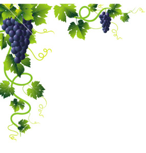 Grape Vines For Sale.