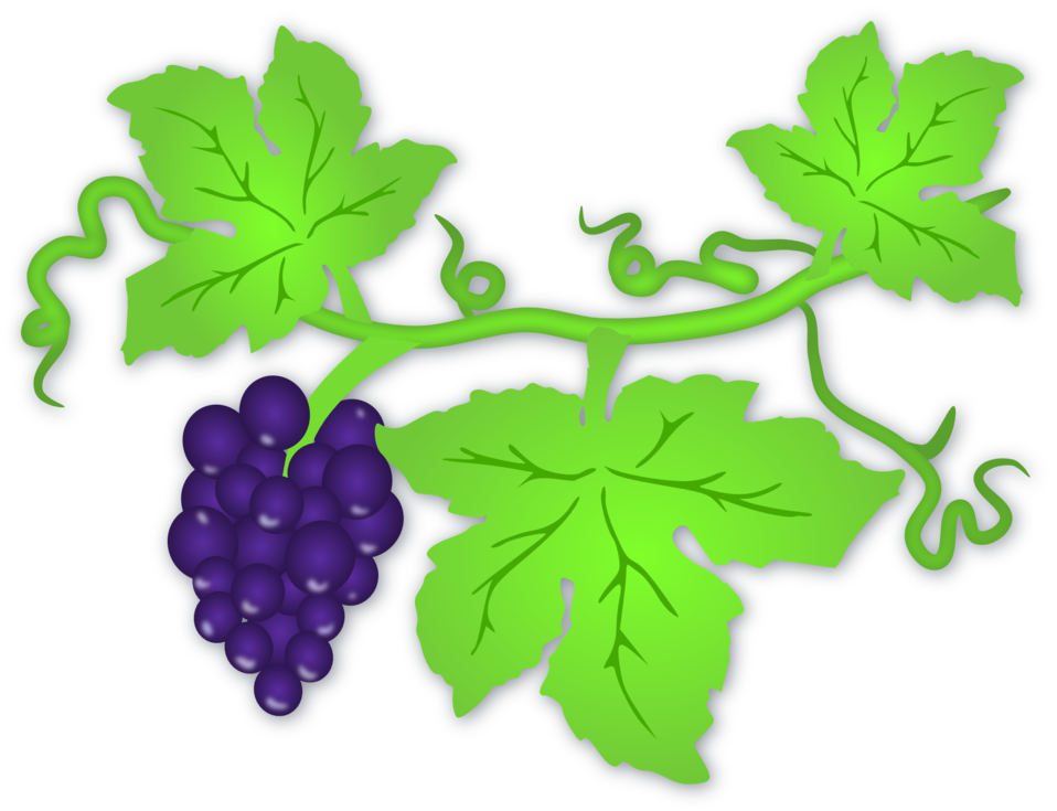 Grapes clipart grape plant, Grapes grape plant Transparent.