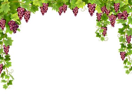 grapevine border clipart 10 free Cliparts | Download images on ...