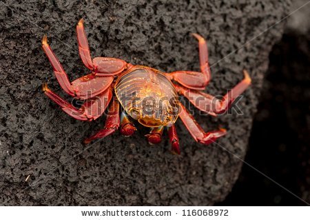 sally Lightfoot Crab" Stock Photos, Royalty.