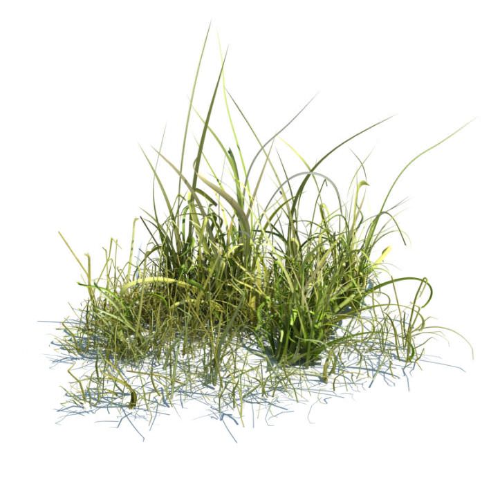 Tall Green Grass.