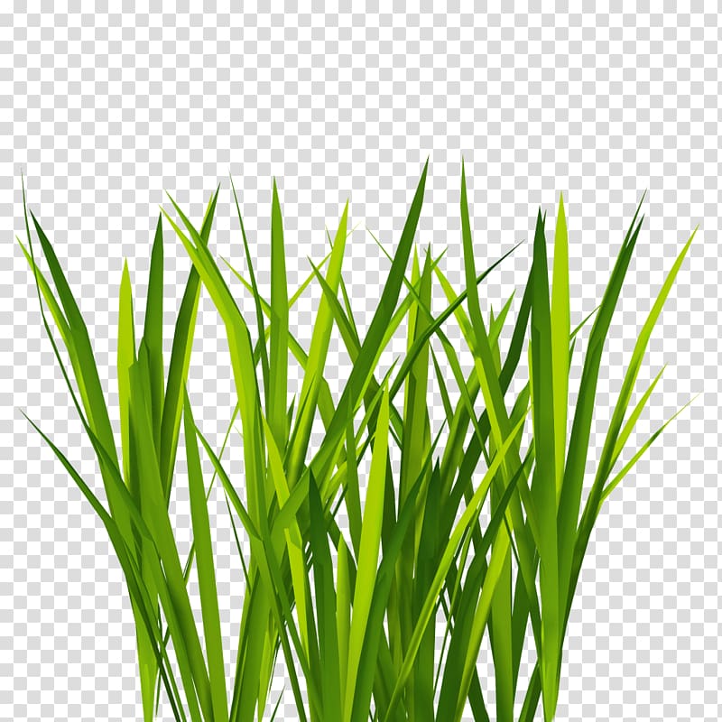 Grass illustration, Texture mapping Lawn 3D computer graphics.
