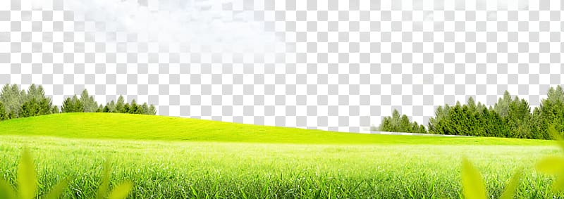 Lawn Grass Meadow, Grass background, grass field and trees under.