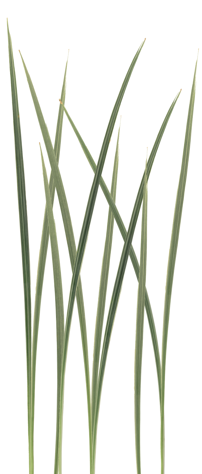 Blades Of Grass PNG