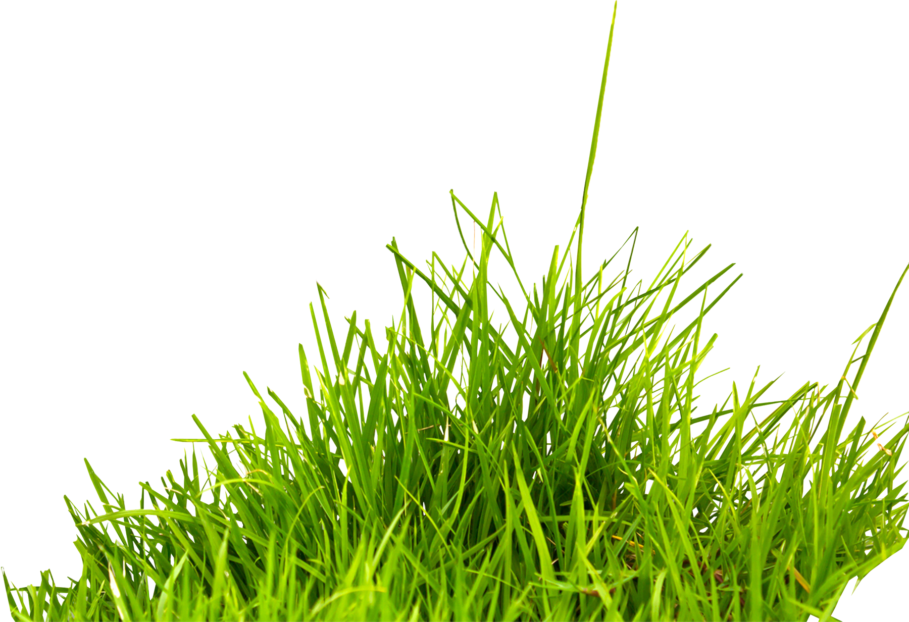 grass blades png 10 free Cliparts | Download images on Clipground 2024