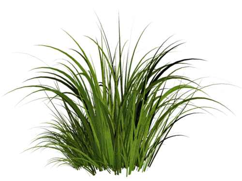 grass bush png 10 free Cliparts | Download images on Clipground 2021