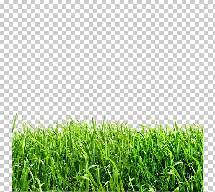 Grasses file formats , Creative green grass PNG clipart.