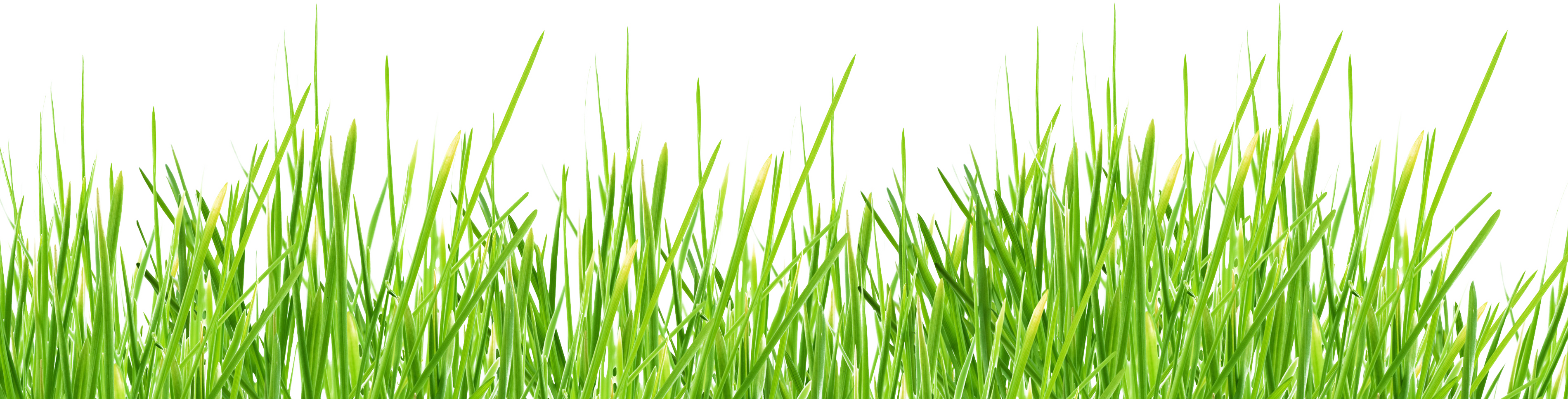 Grass PNG images, pictures.