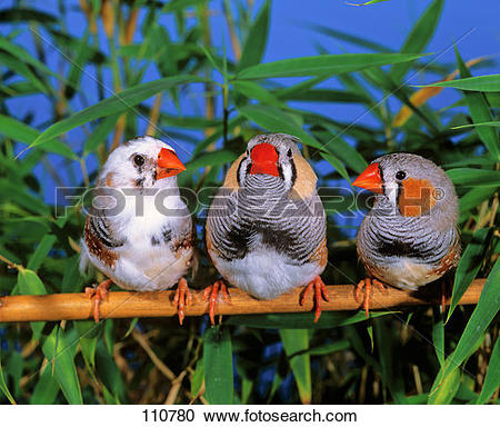 Stock Photography of bird, finch, zebra 110780.
