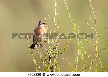 Pictures of Female African Stonechat in bright colours sitting on.