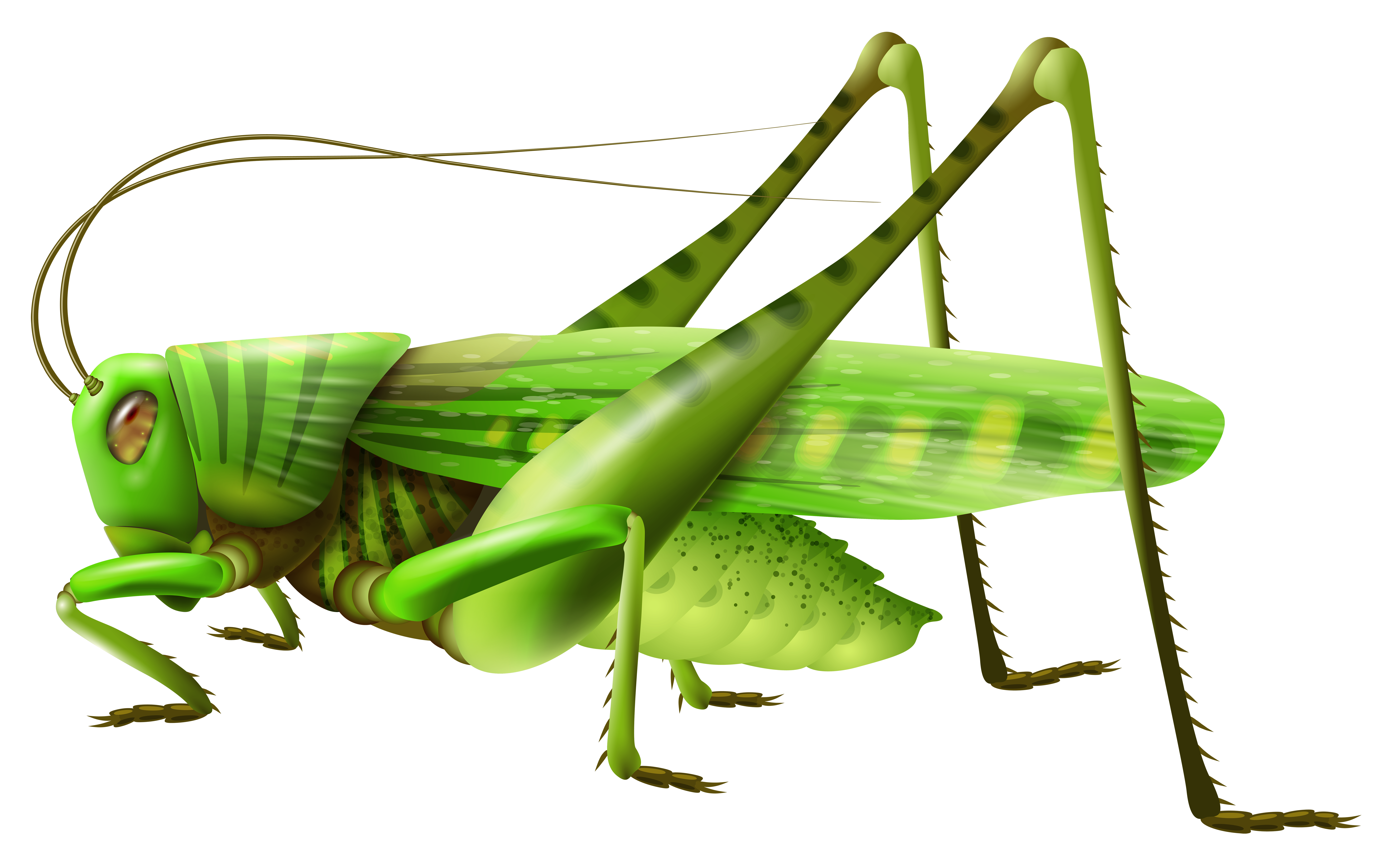 Grasshopper Clipart & Grasshopper Clip Art Images.