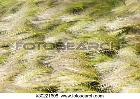 Stock Image of feather grass, mat grass k30221605.