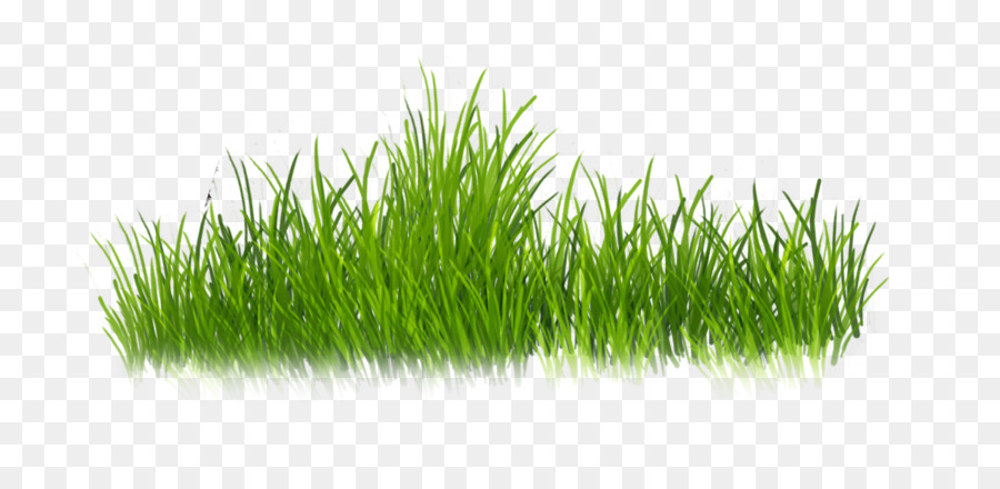 Grass Cartoon png download.