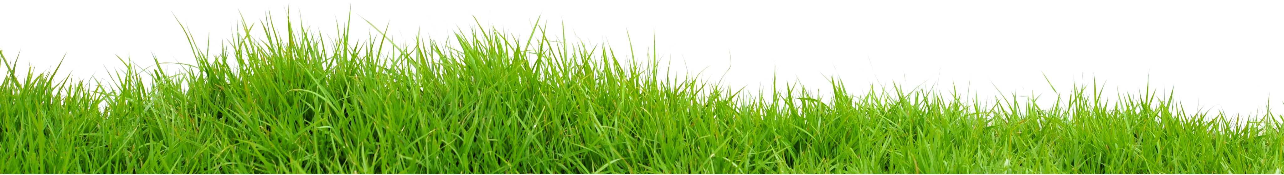 grass photoshop png 10 free Cliparts | Download images on Clipground 2021