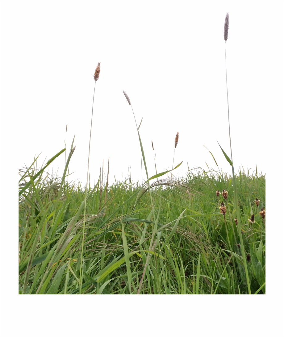 Long Grass Png.