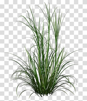 Green grass , Ornamental grass Plant , grass transparent background.