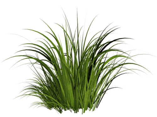 Grass transparent PNG.
