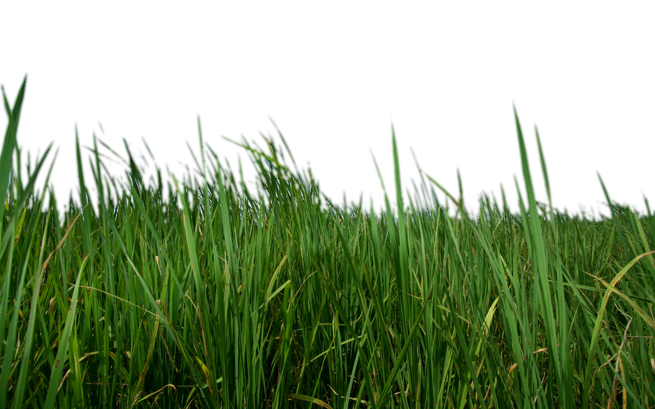 Grass Png Strands Image Clipart. Resolut #4103.