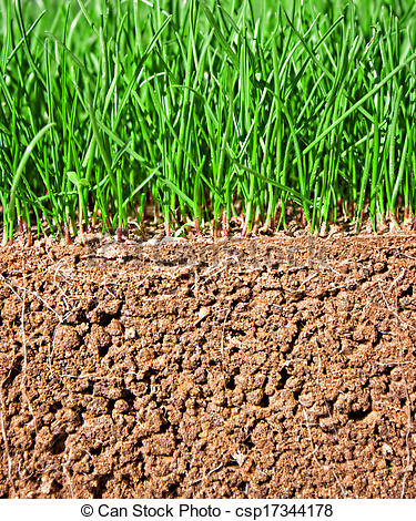 Picture of Newly sown grass seed showing roots in the soil.