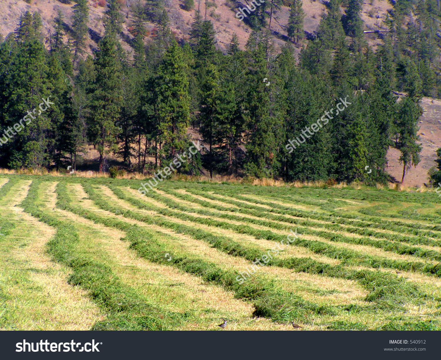 Swaths Of Alfalfa Hay Stock Photo 540912 : Shutterstock.