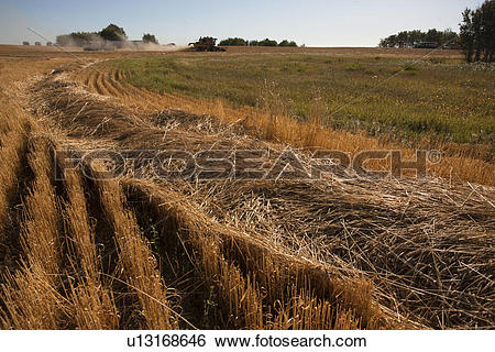 Stock Images of Swath of wheat with combine in distance, Redvers.