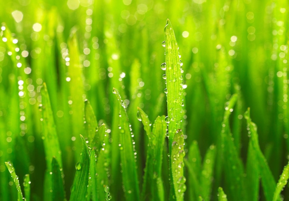 Grass with dew clipart - Clipground